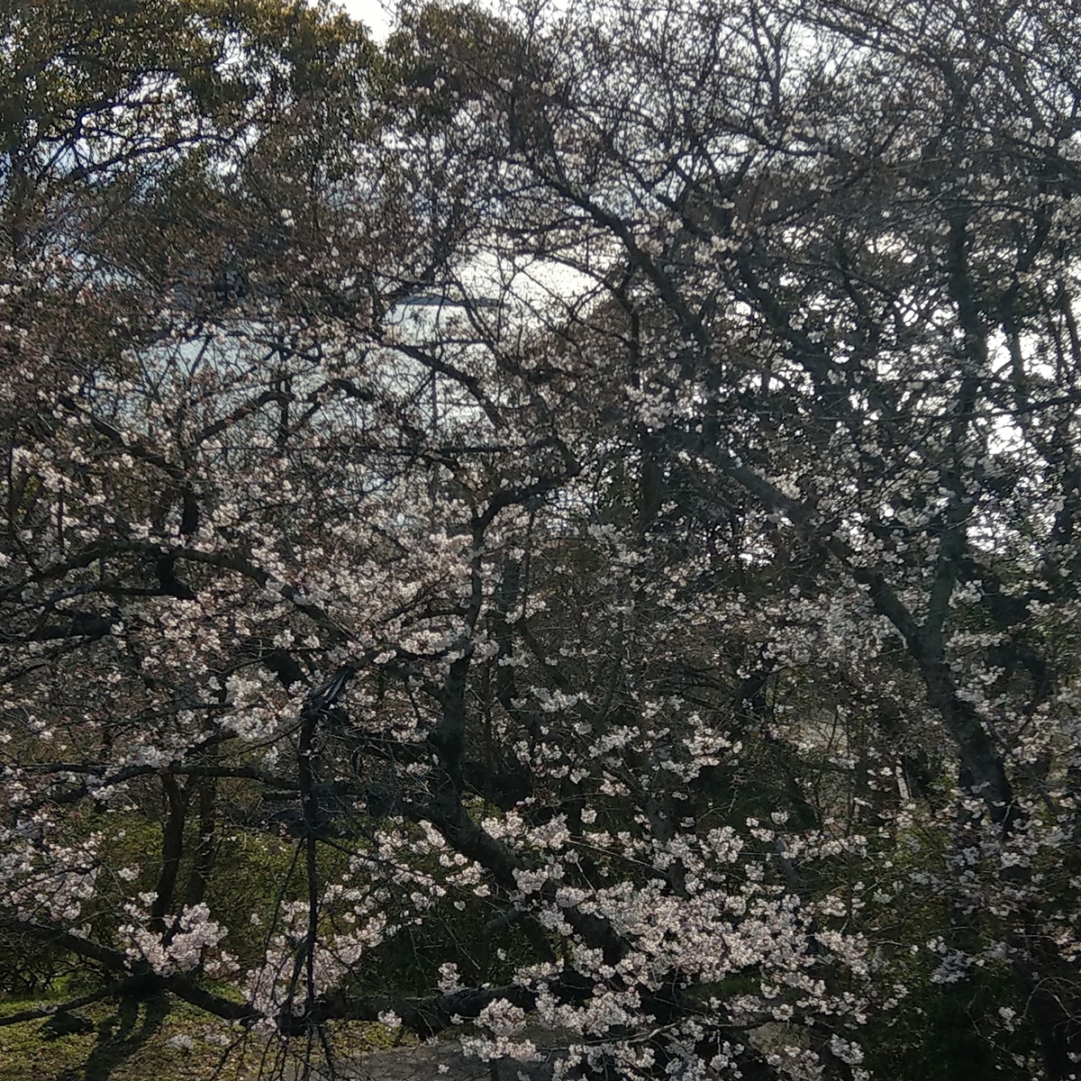 f:id:asadakeiko576:20190327182829j:plain