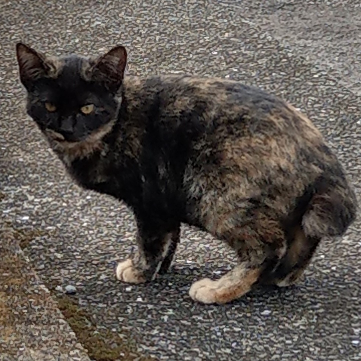 f:id:asadakeiko576:20191110202209j:plain