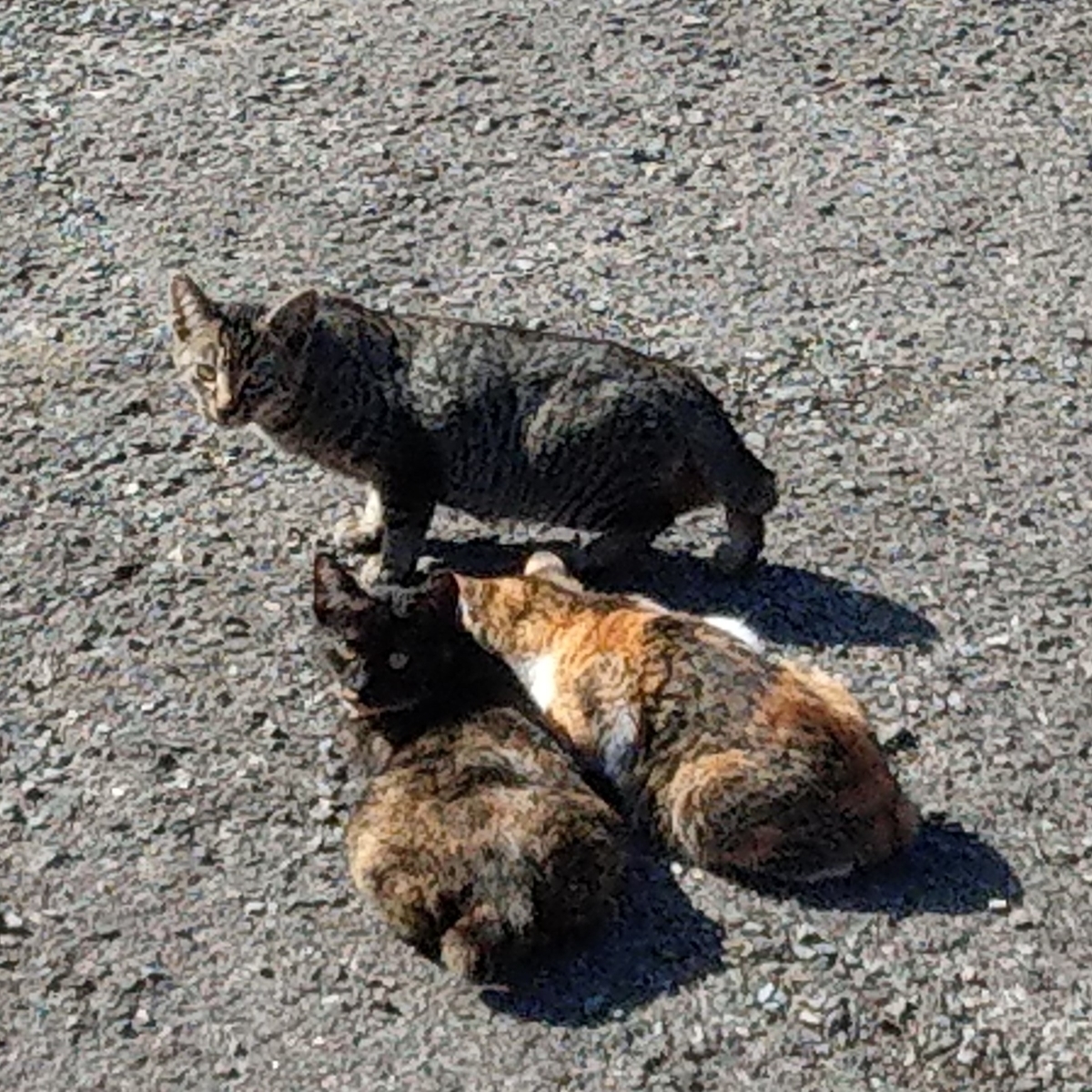 f:id:asadakeiko576:20191117201726j:plain f:id:asadakeiko576:20191117201726j:plain