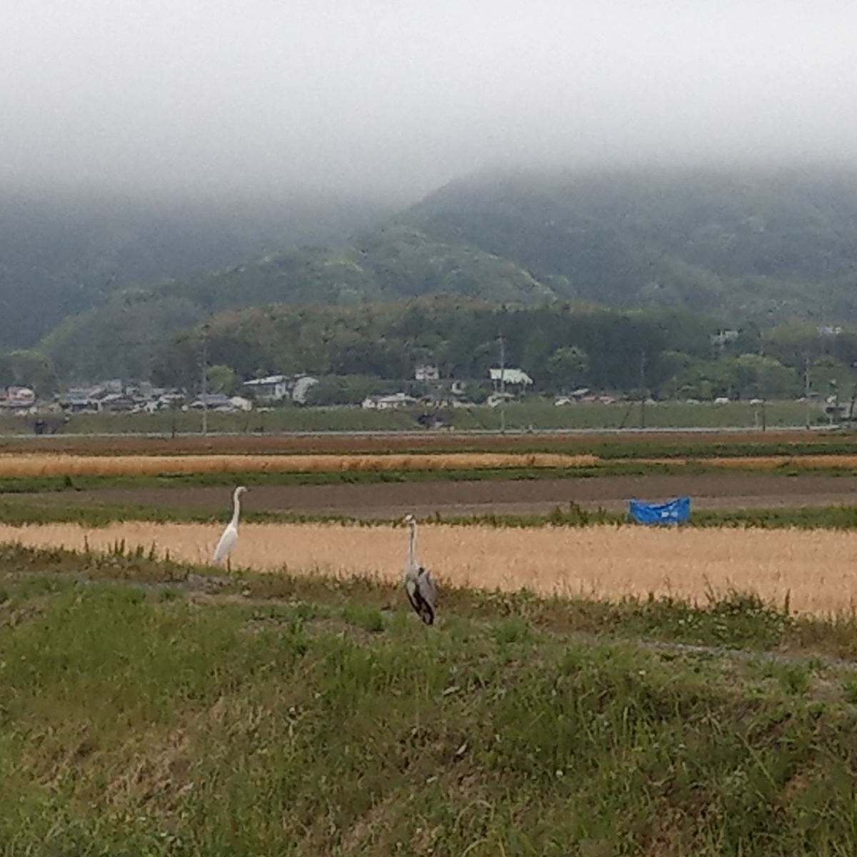 f:id:asadakeiko576:20200518164322j:plain