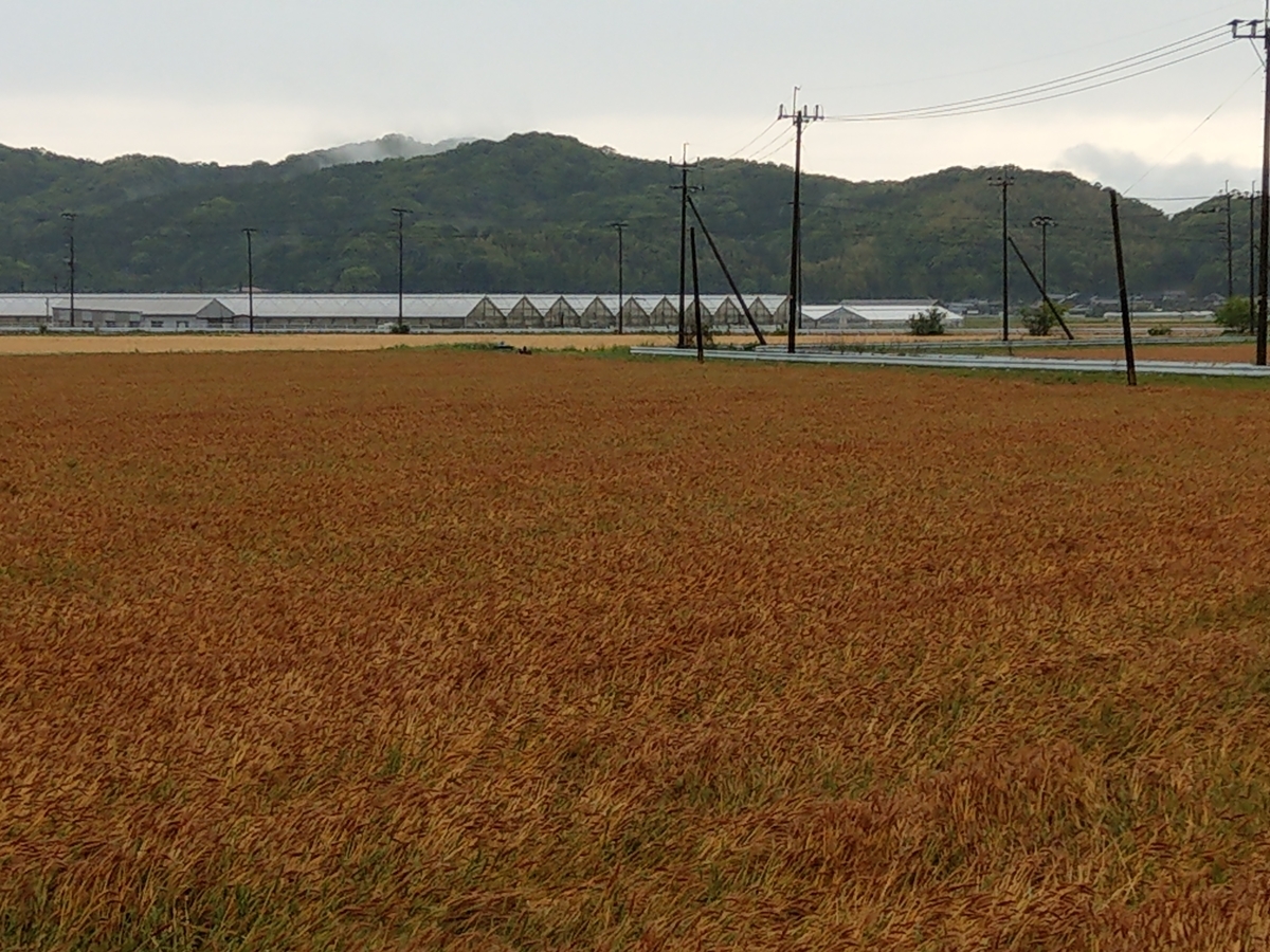 f:id:asadakeiko576:20200518164641j:plain