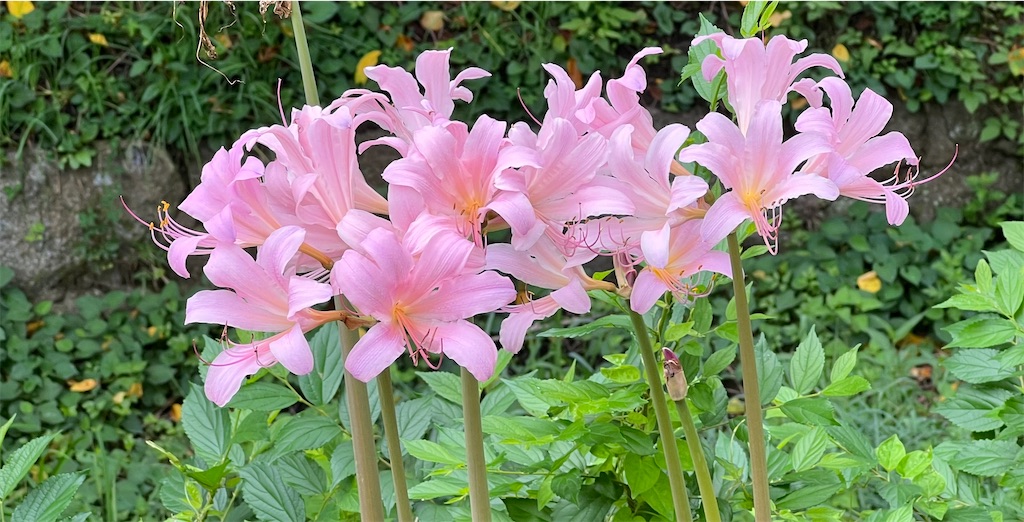 f:id:asadaseiichi1213:20220830084605j:image