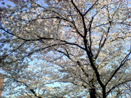 f:id:asadate:20050408155800:image