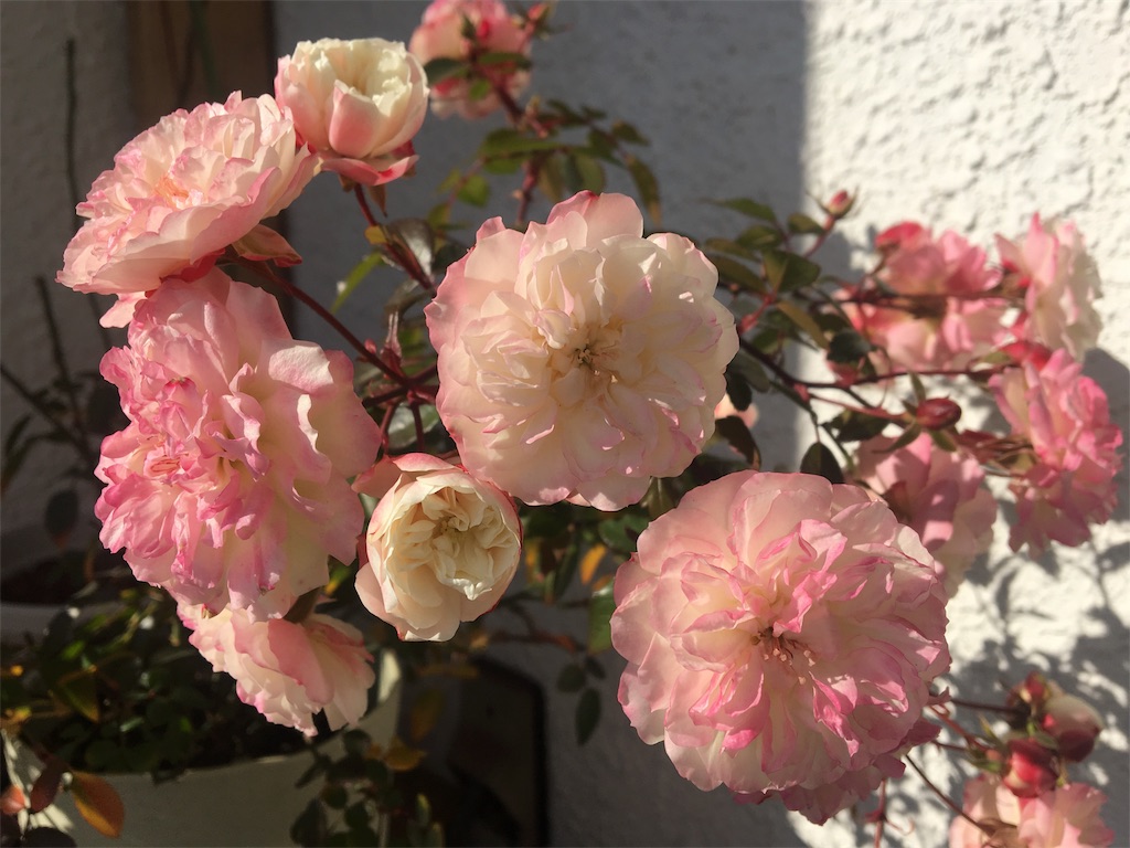 f:id:asagao-nikki:20190126103657j:image f:id:asagao-nikki:20190126103657j:image