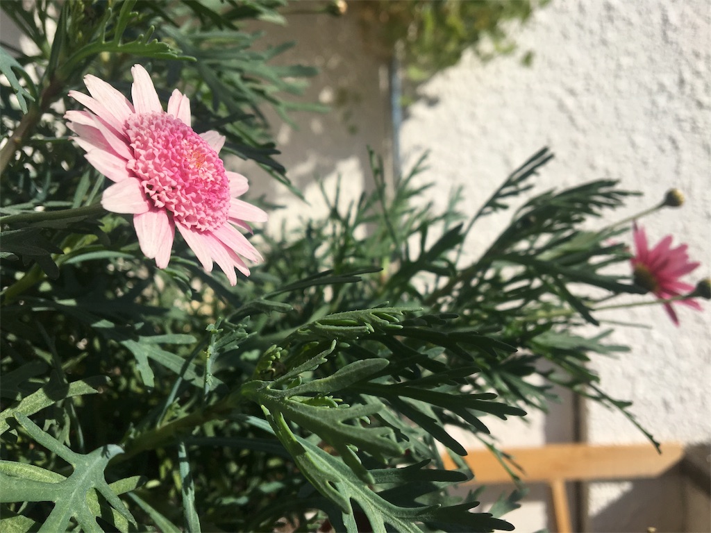 f:id:asagao-nikki:20190126104832j:image f:id:asagao-nikki:20190126104832j:image