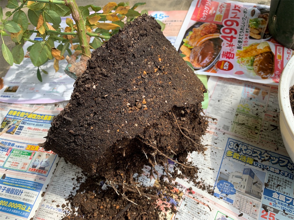 ステファニーさん コガネムシに食われる あさがお にっき