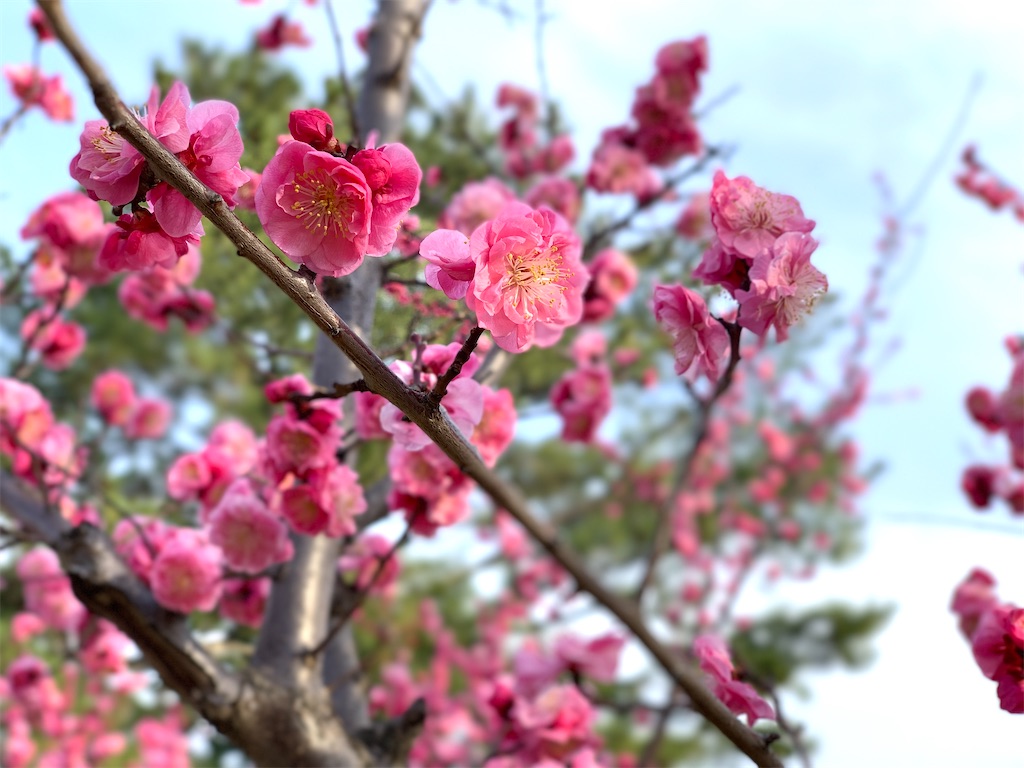 f:id:asagao-nikki:20230305094953j:image