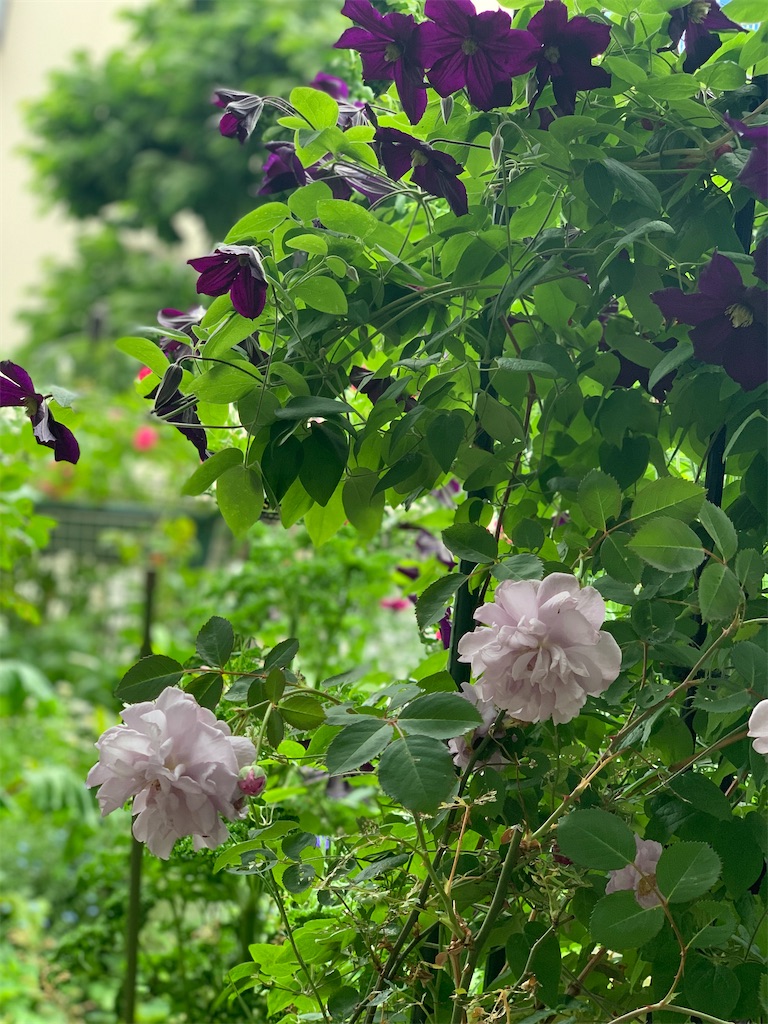 f:id:asagao-nikki:20230506160104j:image