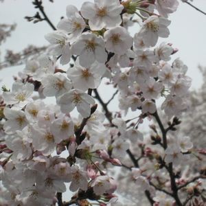 f:id:asagi_00a4ac:20090404111030j:image