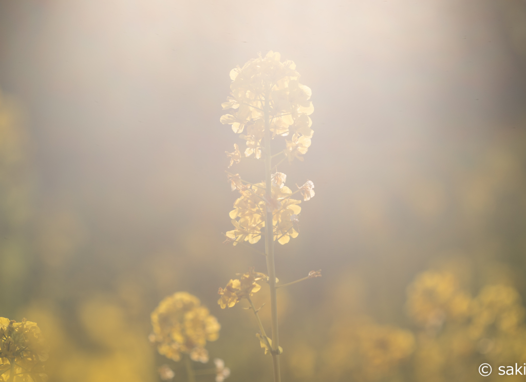 f:id:asahaka1:20170204215617j:plain f:id:asahaka1:20170204215617j:plain