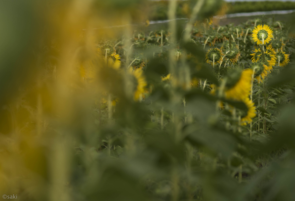 f:id:asahaka1:20170828235058j:plain