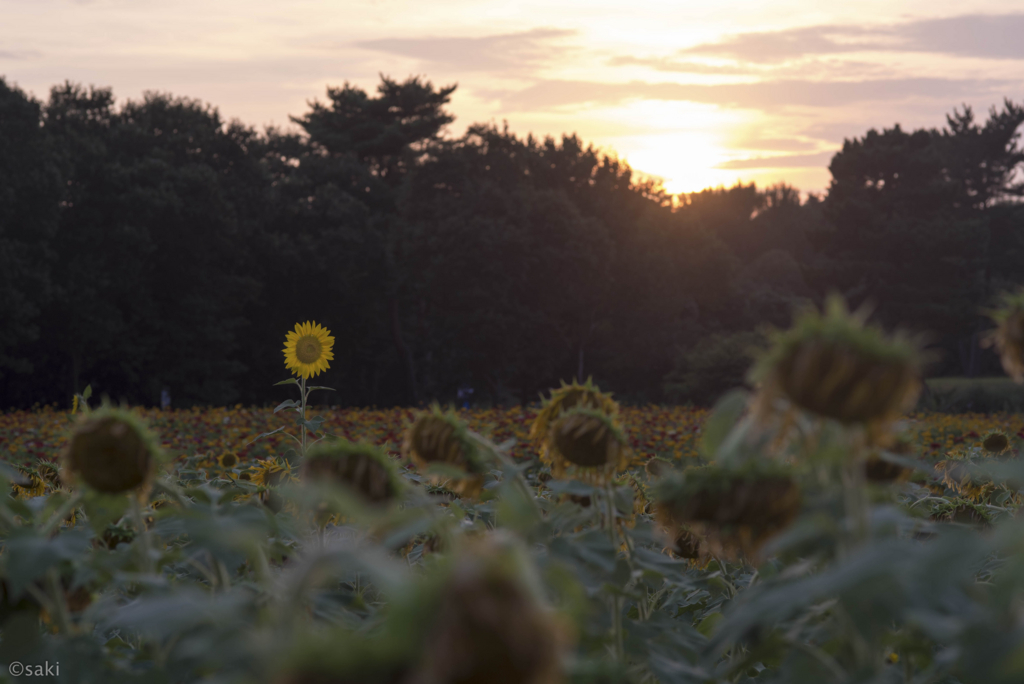 f:id:asahaka1:20170828235135j:plain