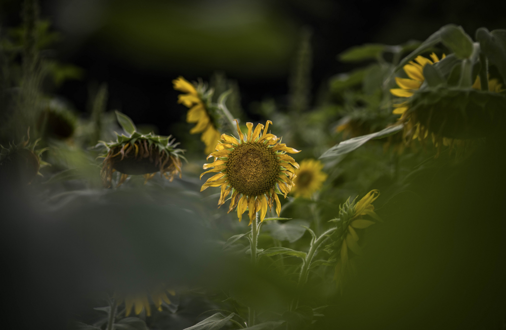 f:id:asahaka1:20170828235254j:plain