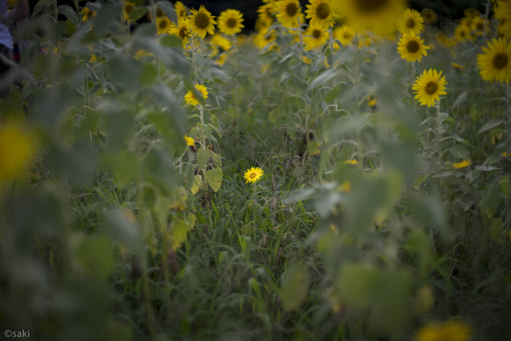 f:id:asahaka1:20170828235255j:plain