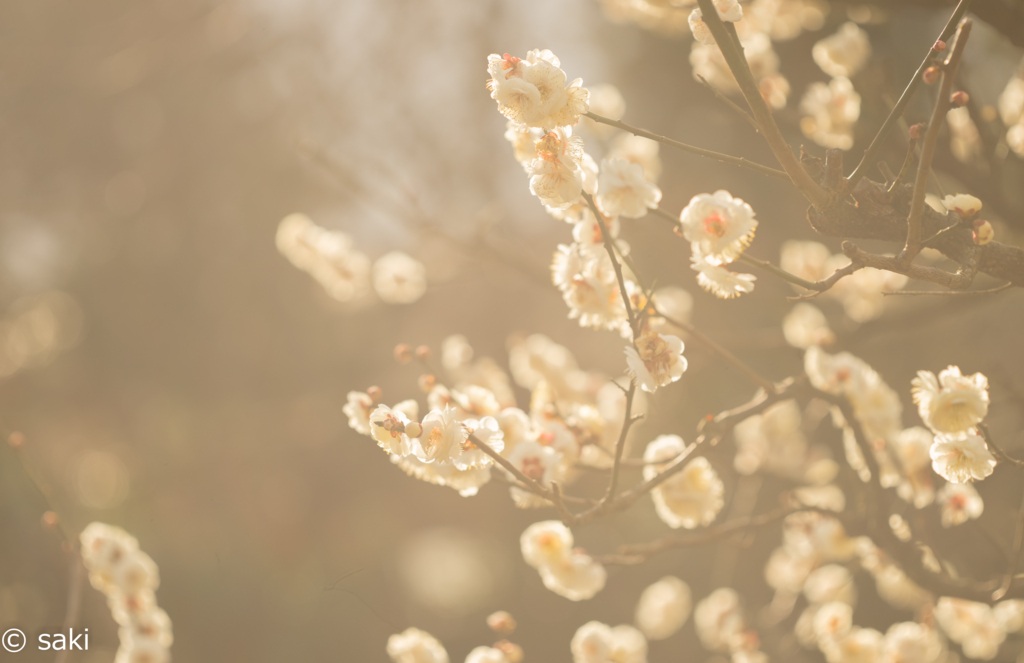 f:id:asahaka1:20171222225540j:plain f:id:asahaka1:20171222225540j:plain