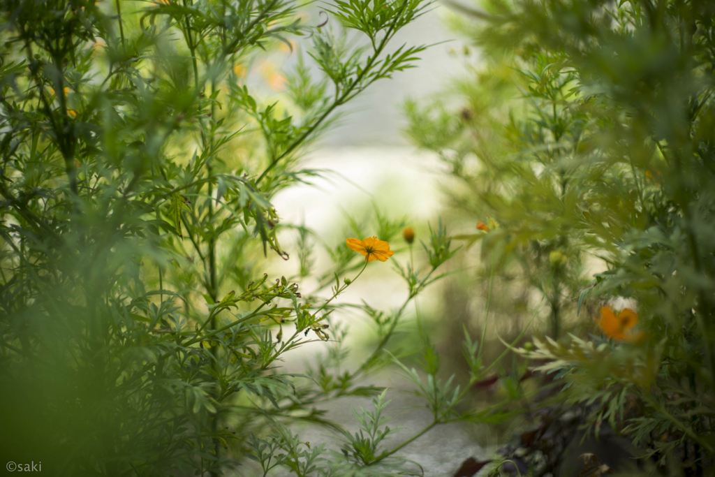 f:id:asahaka1:20171222233823j:plain f:id:asahaka1:20171222233823j:plain