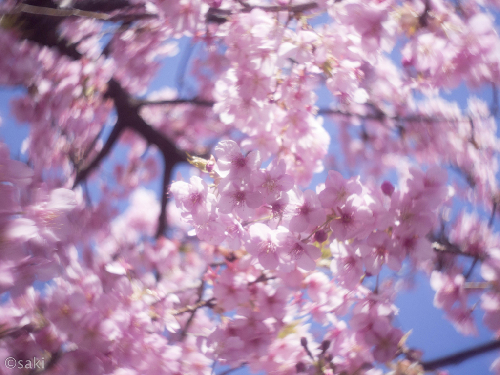 f:id:asahaka1:20190104210951j:plain f:id:asahaka1:20190104210951j:plain