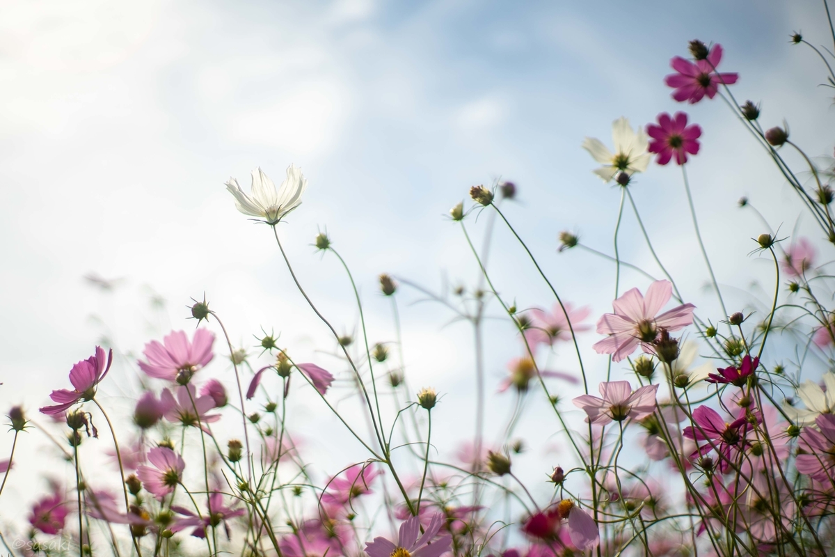 f:id:asahaka1:20201006174710j:plain