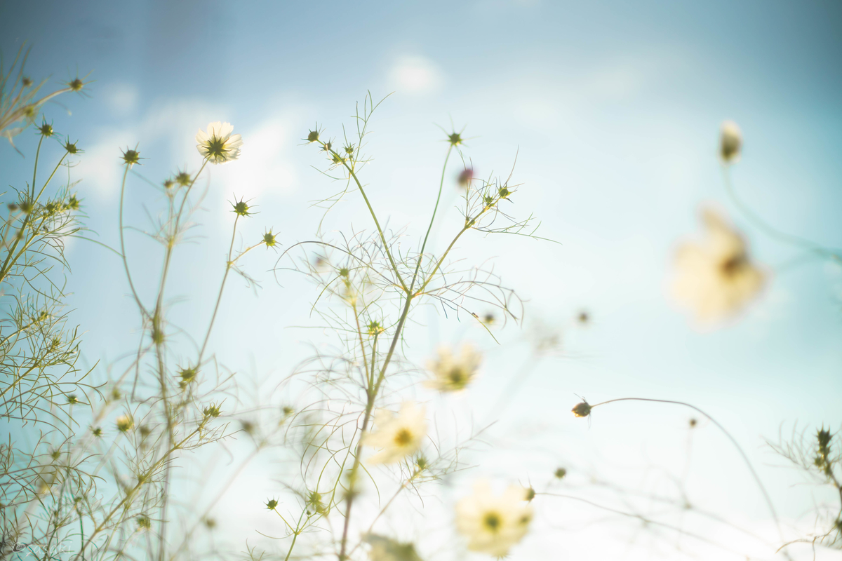 f:id:asahaka1:20201006174727j:plain