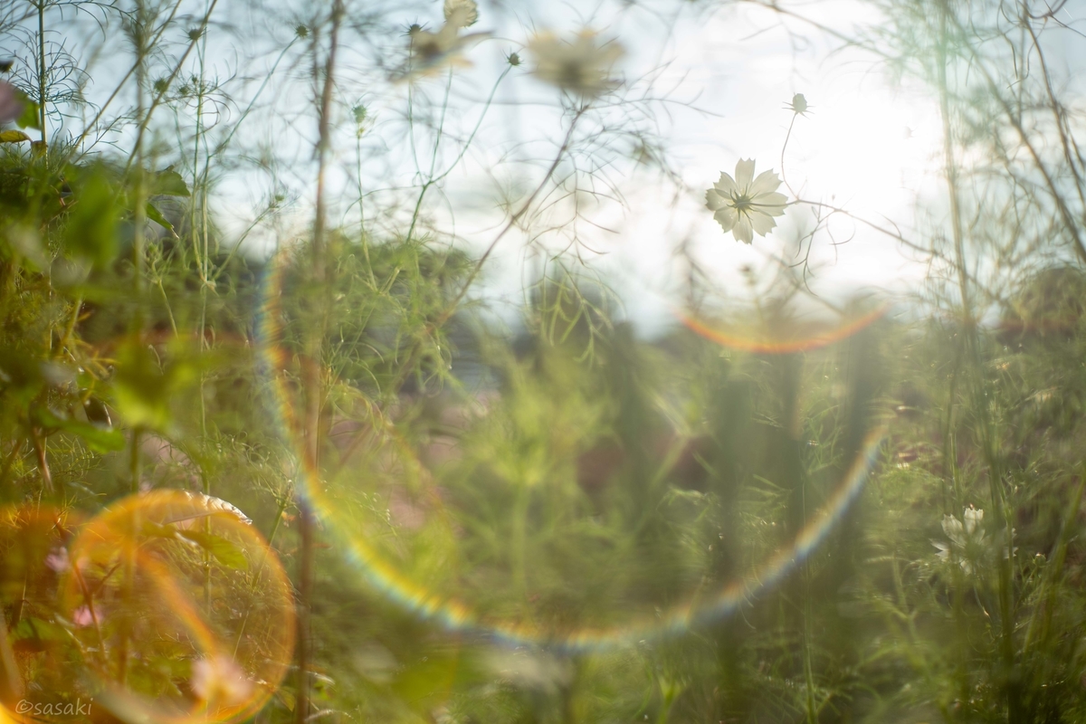 f:id:asahaka1:20201006174729j:plain