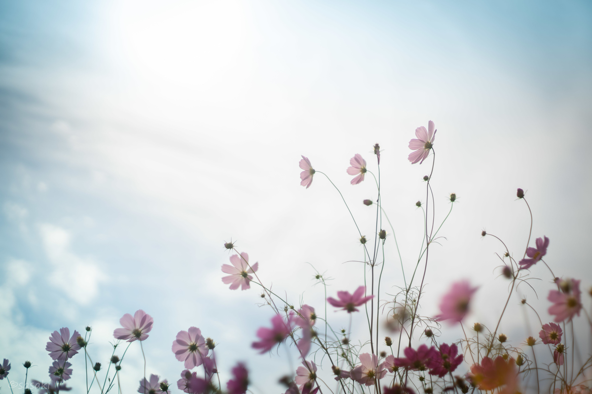 f:id:asahaka1:20201006174740j:plain