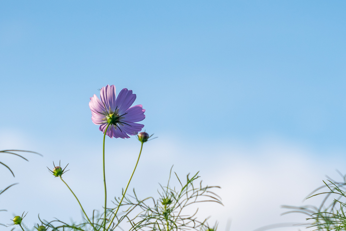 f:id:asahaka1:20201006174806j:plain