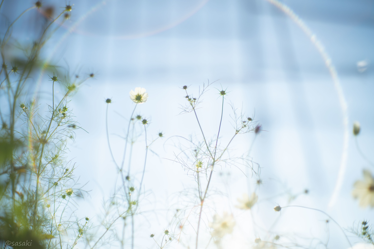 f:id:asahaka1:20201006175819j:plain