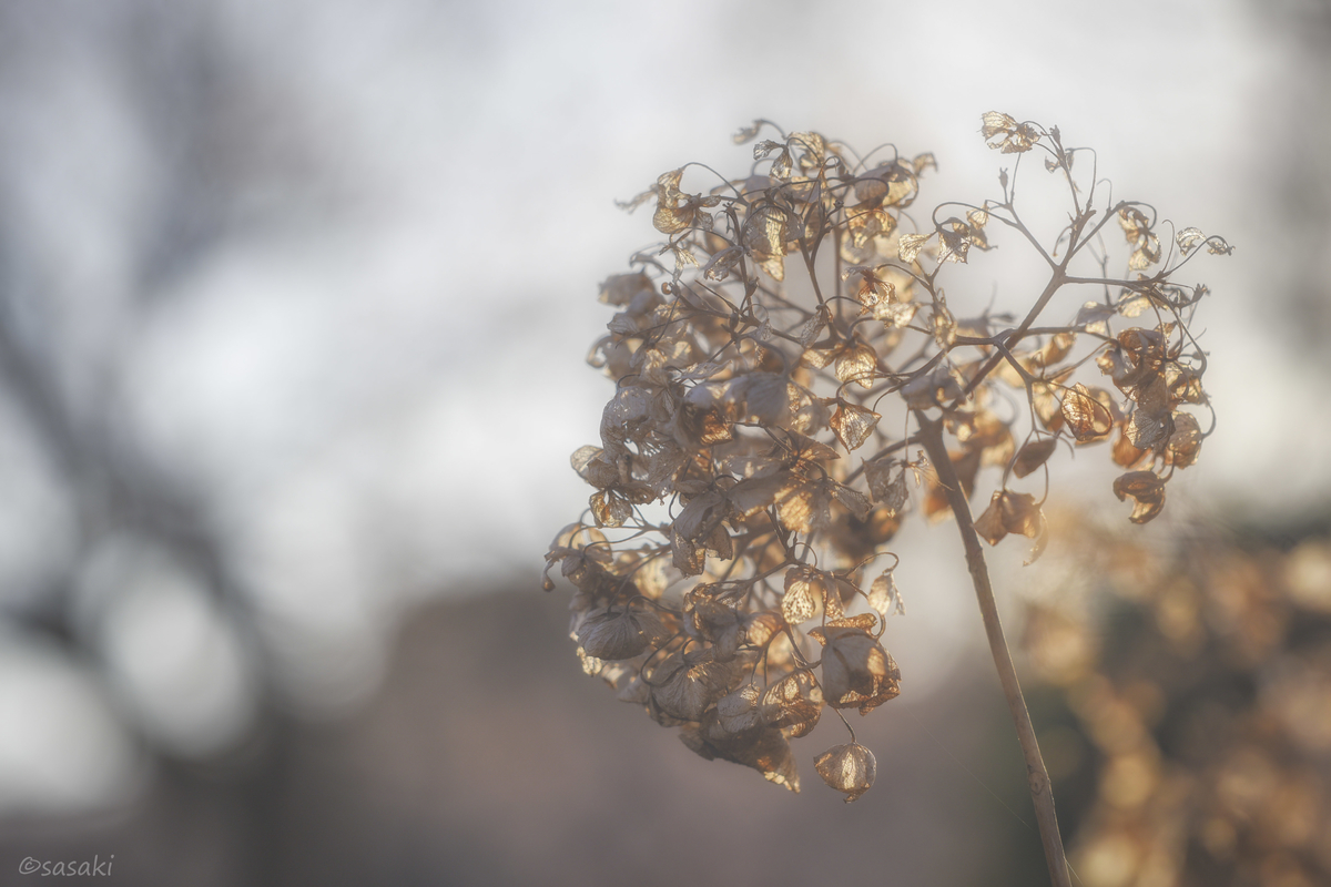 枯れ紫陽花を撮りに行こう メモリグラフ