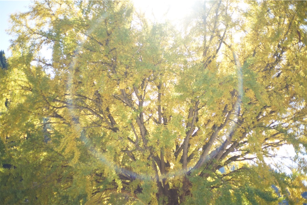 f:id:asahaka1:20221107231227j:image