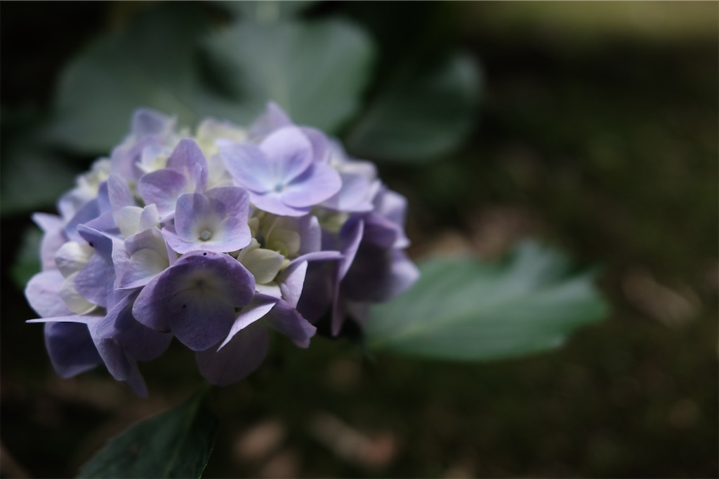 f:id:asahaka1:20230614235038j:image