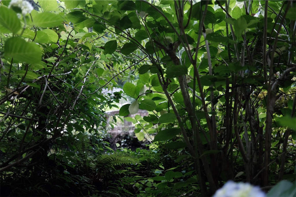 f:id:asahaka1:20230614235042j:image