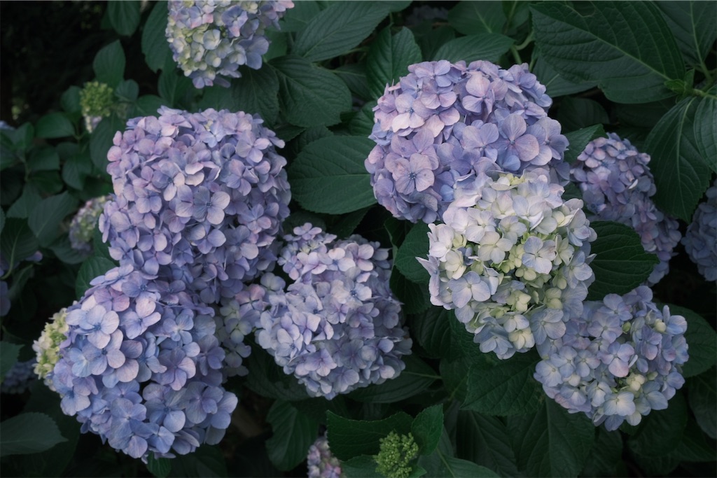 f:id:asahaka1:20230622004855j:image