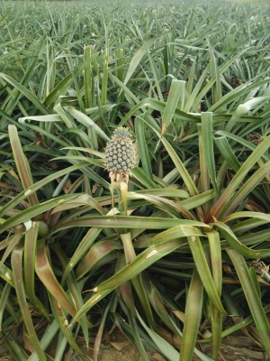 20141017_pine.jpg
