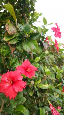 20141220_haibi.jpg