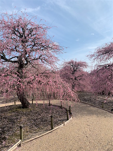 f:id:asahi11071005:20210306145448j:image