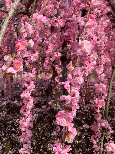 f:id:asahi11071005:20210306145544j:image