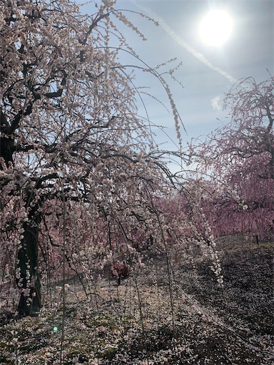 f:id:asahi11071005:20210306205117j:image