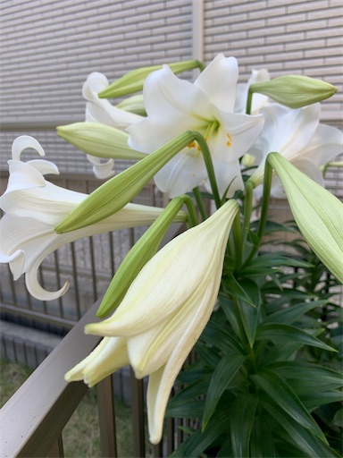 f:id:asahi11071005:20210531084128j:image f:id:asahi11071005:20210531084128j:image