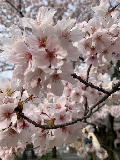 f:id:asahi11071005:20220405130158j:image