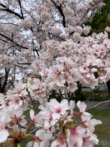 f:id:asahi11071005:20220405130210j:image