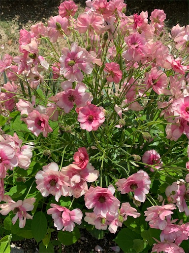 f:id:asahi11071005:20220422144549j:image f:id:asahi11071005:20220422144549j:image