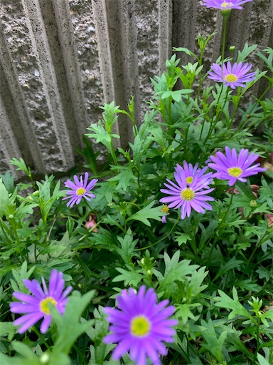 f:id:asahi11071005:20220602103723j:image