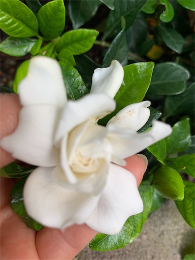 f:id:asahi11071005:20220602103845j:image