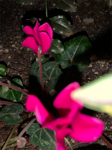 f:id:asahi11071005:20230315181539j:image f:id:asahi11071005:20230315181539j:image