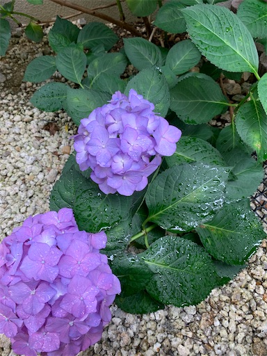 f:id:asahi11071005:20230607091345j:image