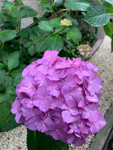 f:id:asahi11071005:20230607091352j:image
