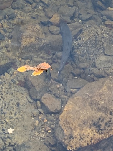 f:id:asahi11071005:20241123011839j:image