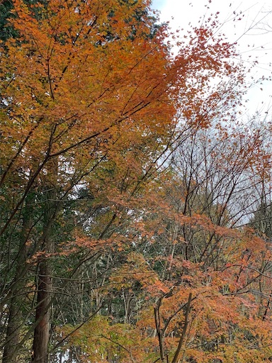 f:id:asahi11071005:20241123012305j:image