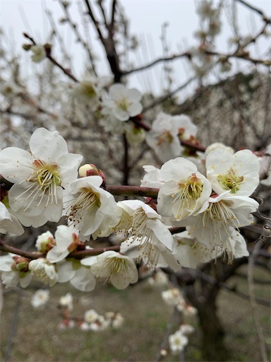 f:id:asahi11071005:20260227142351j:image