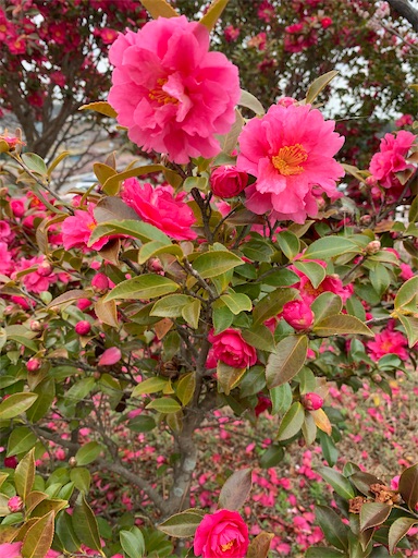 f:id:asahi11071005:20260227142447j:image